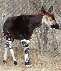 photograph of an okapi